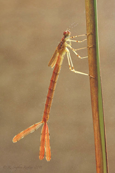 Lestes inaequalis, nymph